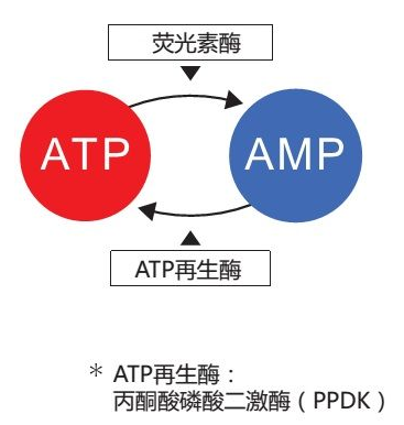 PD-30熒光檢測(cè)儀測(cè)試棒